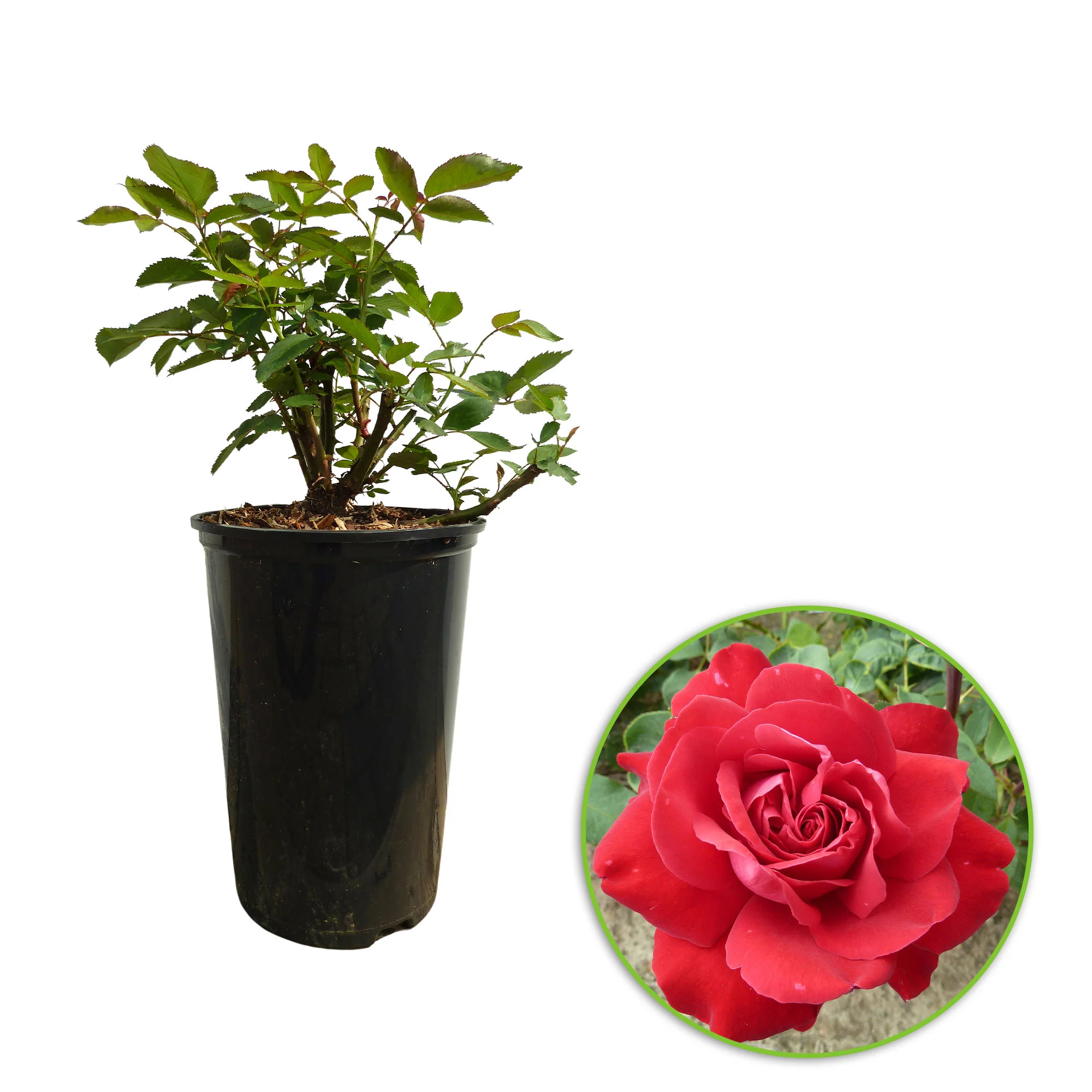 Rosa 'Störtebeker'® Großblütige Rose Rot - Winterhart – Bild 5