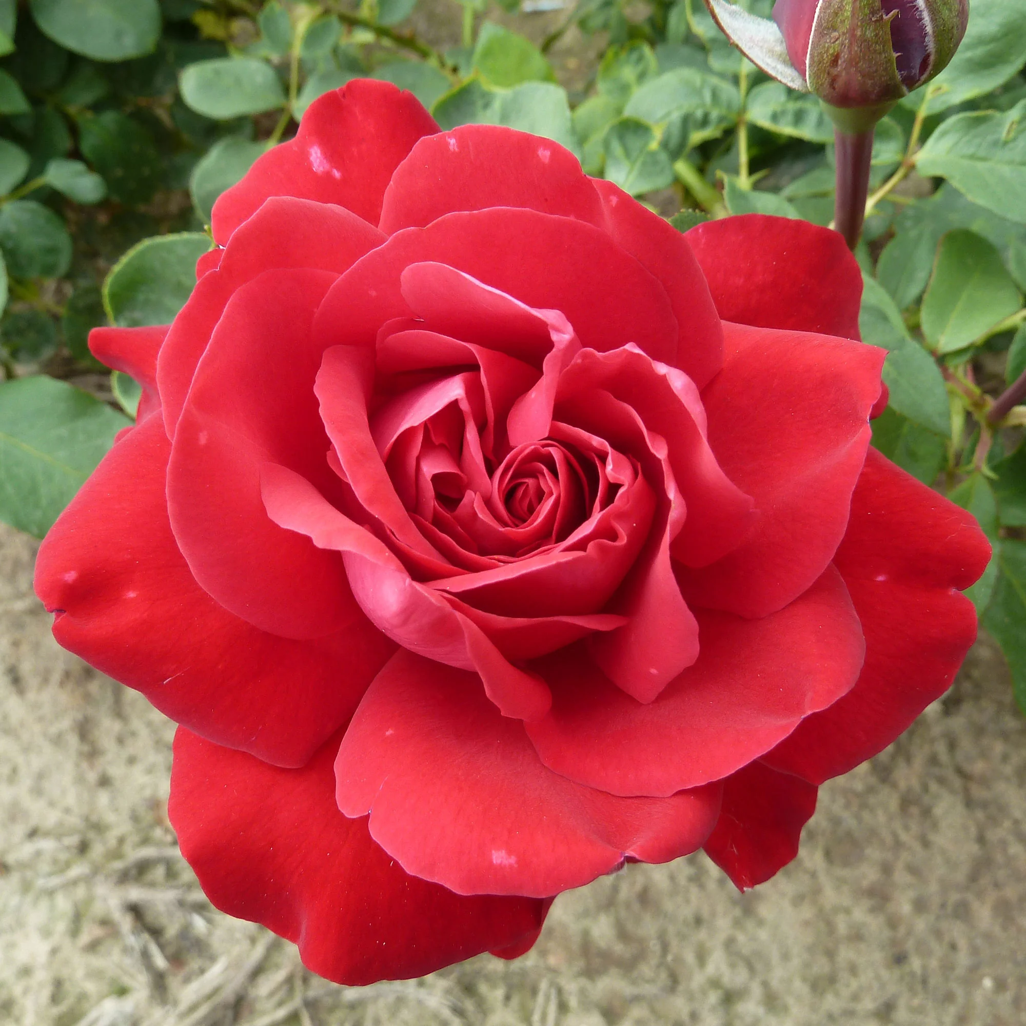 Rosa 'Störtebeker'® Großblütige Rose Rot - Winterhart – Bild 4