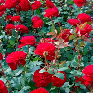 Rosa 'Störtebeker'® Großblütige Rose Rot - Winterhart