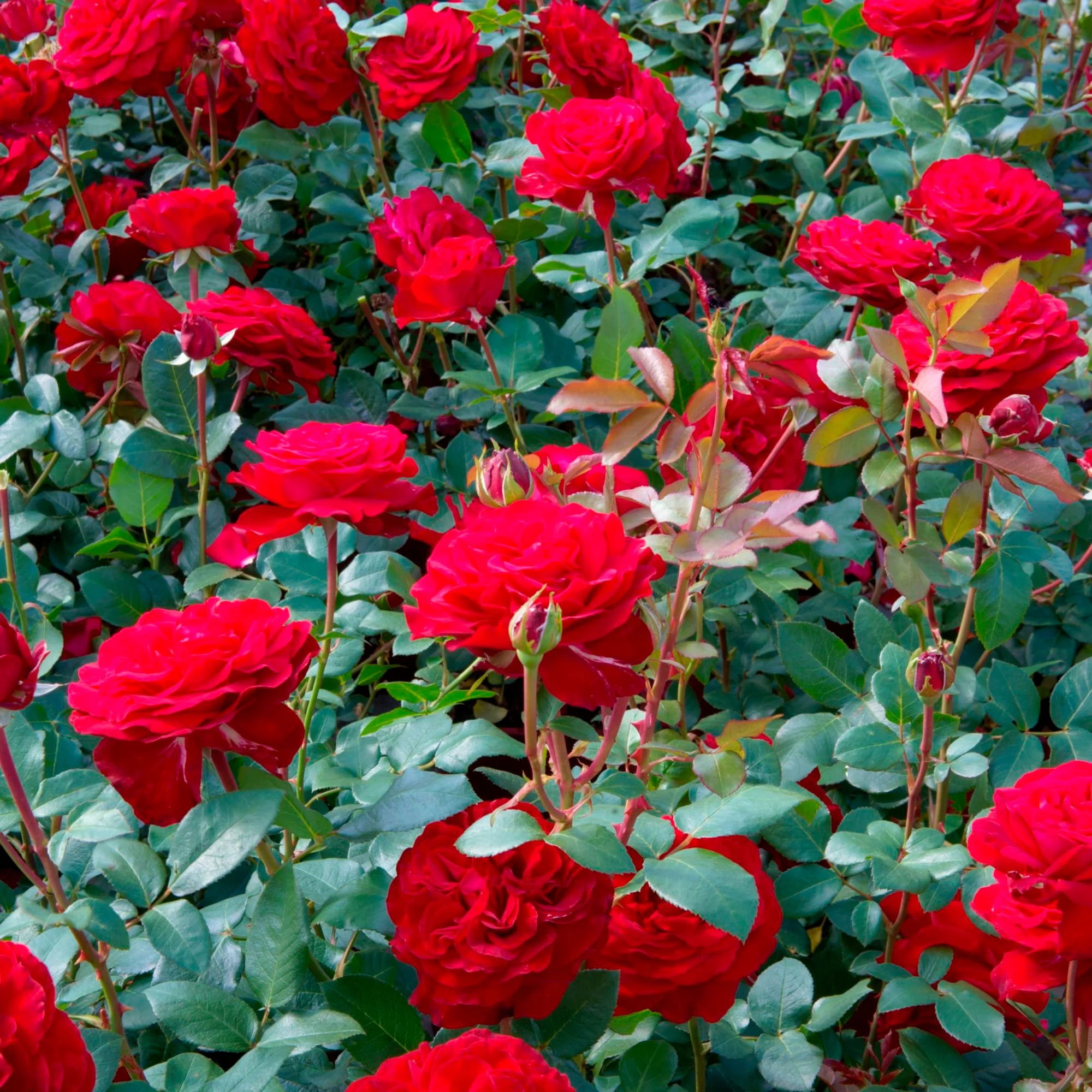 Rosa 'Störtebeker'® Großblütige Rose Rot - Winterhart – Bild 2