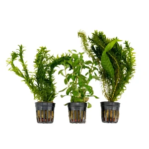 3x Aquariumpflanzen - Mischung 'Flliegende Fische'