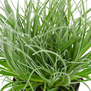 Gartenbromelie Fascicularia 'Bicolor' rot-lila inkl. Ziertopf - Winterhart