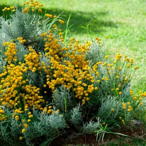 Sechserpack – Bodendecker – Heiligenkraut (Santolina chamaecyparissus), gelb  - Winterhart