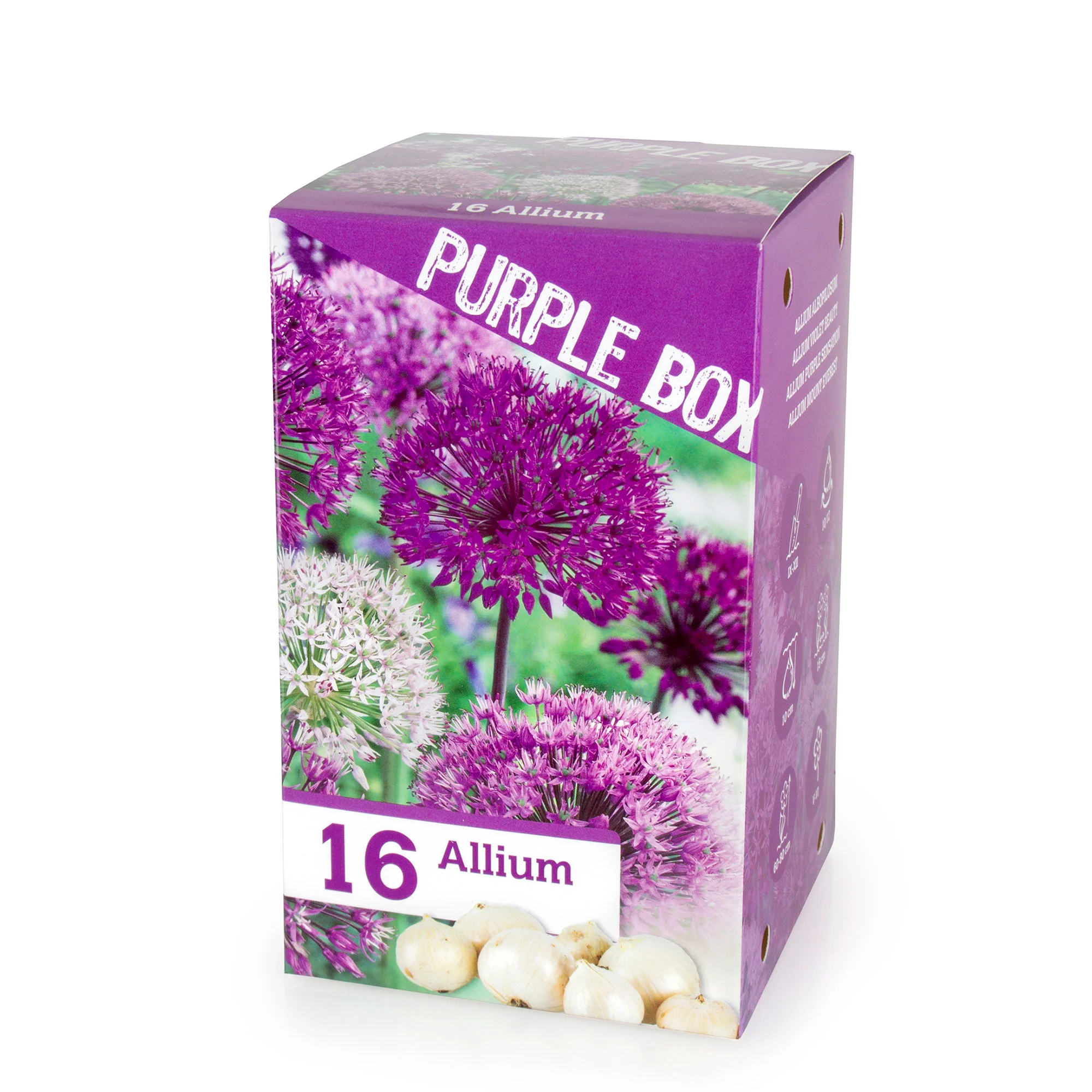 16x Zierzwiebel Allium 'The Purple Box' lila – Bild 4