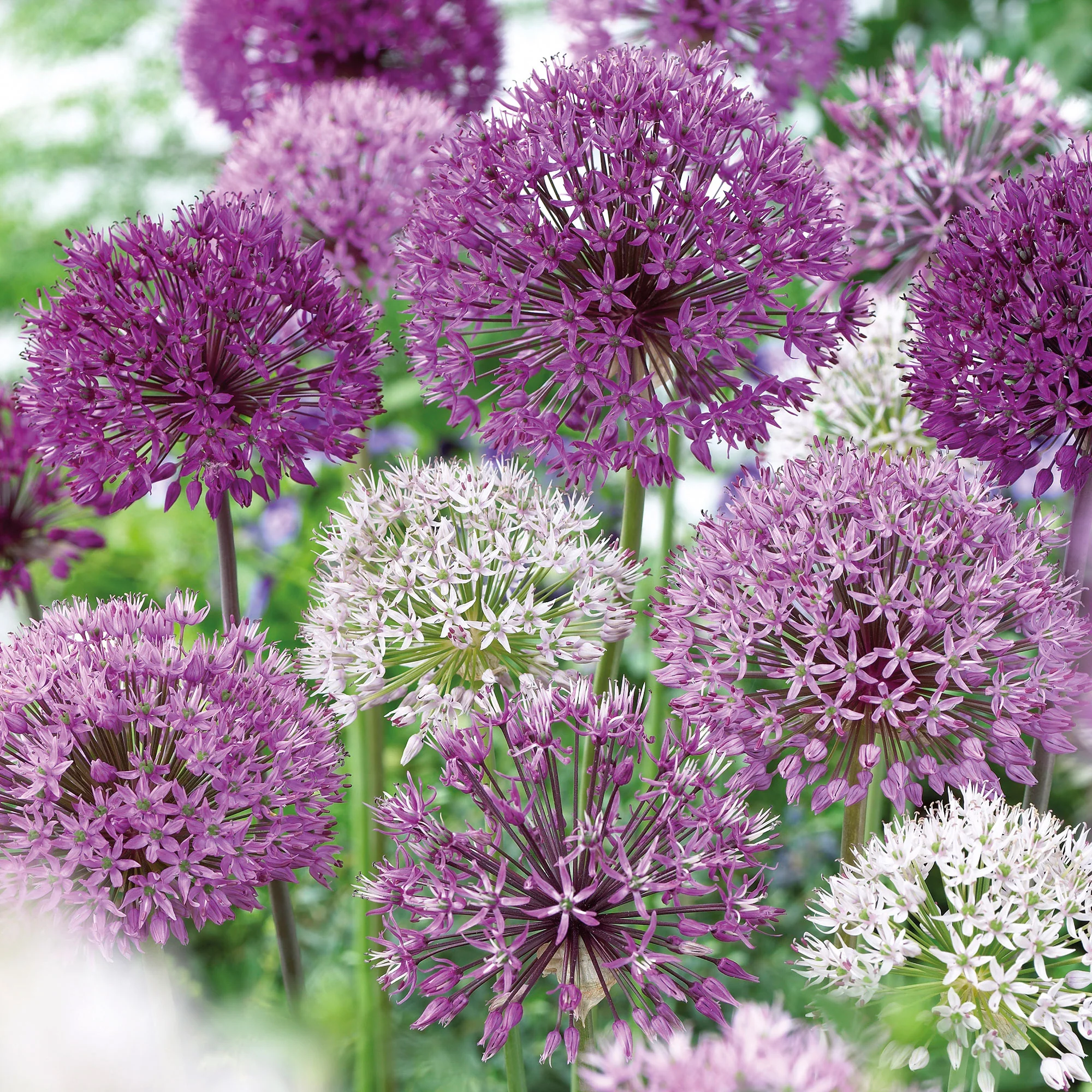 16x Zierzwiebel Allium 'The Purple Box' lila – Bild 2