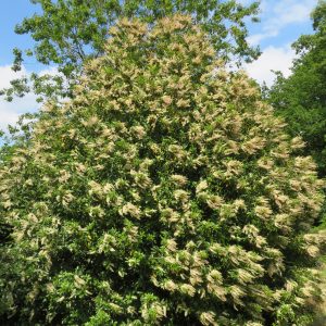 3x Portugiesischer Lorbeer Prunus lusitanica 'Angustifolia' - Winterhart