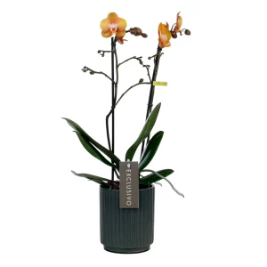 Schmetterlings Orchidee Phalaenopsis 'Las Vegas' Orange inkl. Dekotopf