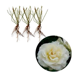 3x Rosen 'White Meilove'® Weiß - Wurzelnackte Pflanzen - Winterhart