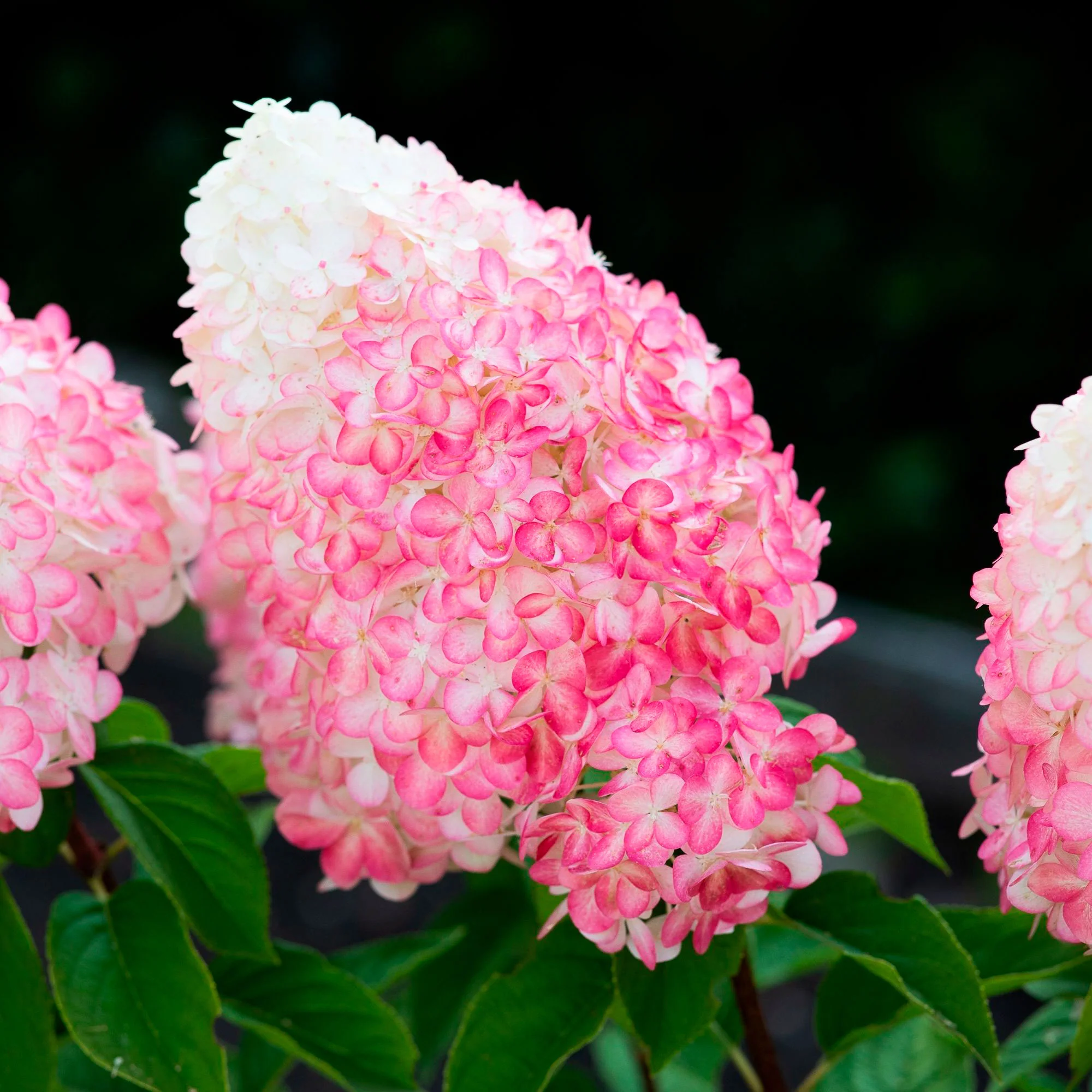 Rispenhortensie Hydrangea 'Living Pink & Rose' Rosa - Winterhart – Bild 4
