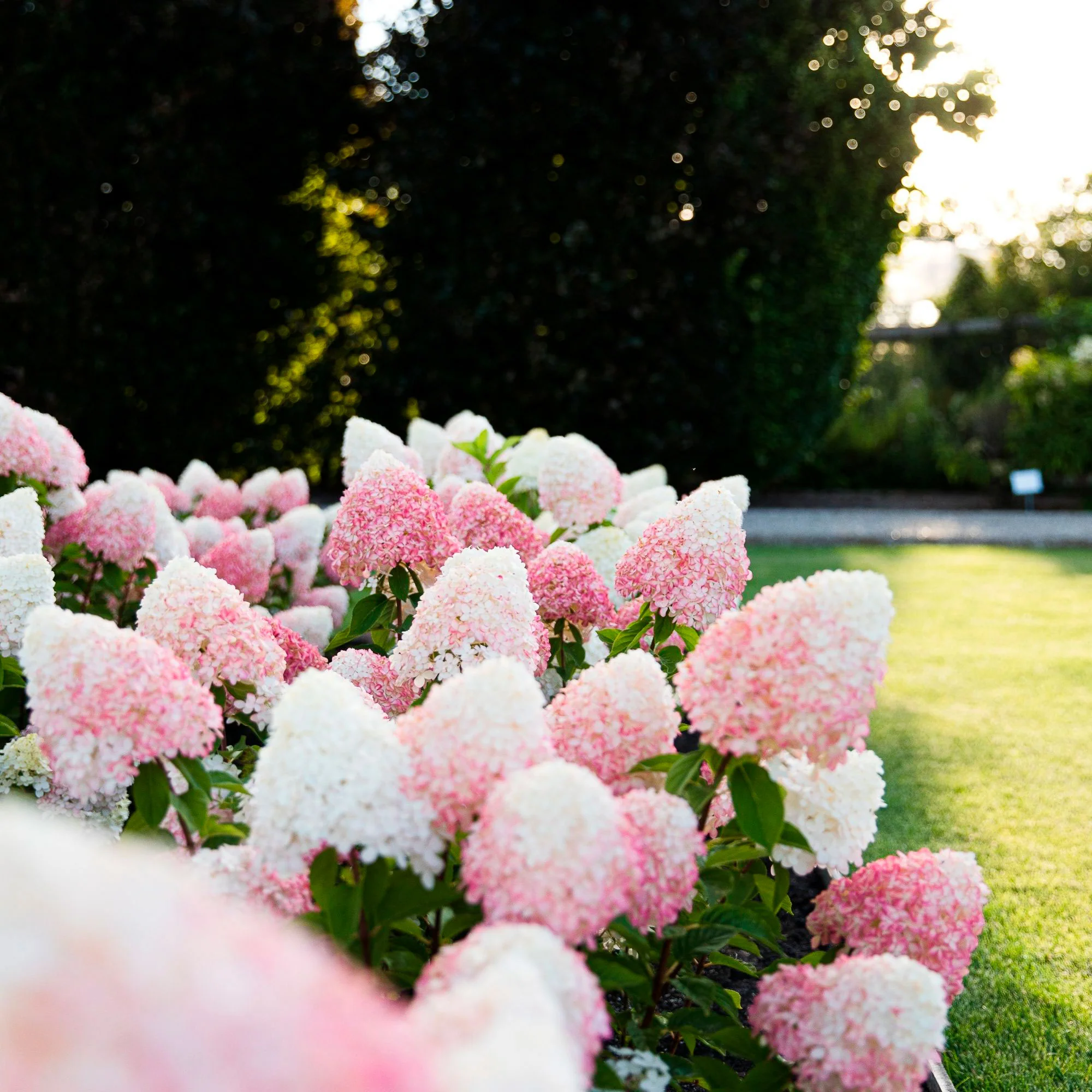 Rispenhortensie Hydrangea 'Living Pink & Rose' Rosa - Winterhart – Bild 3