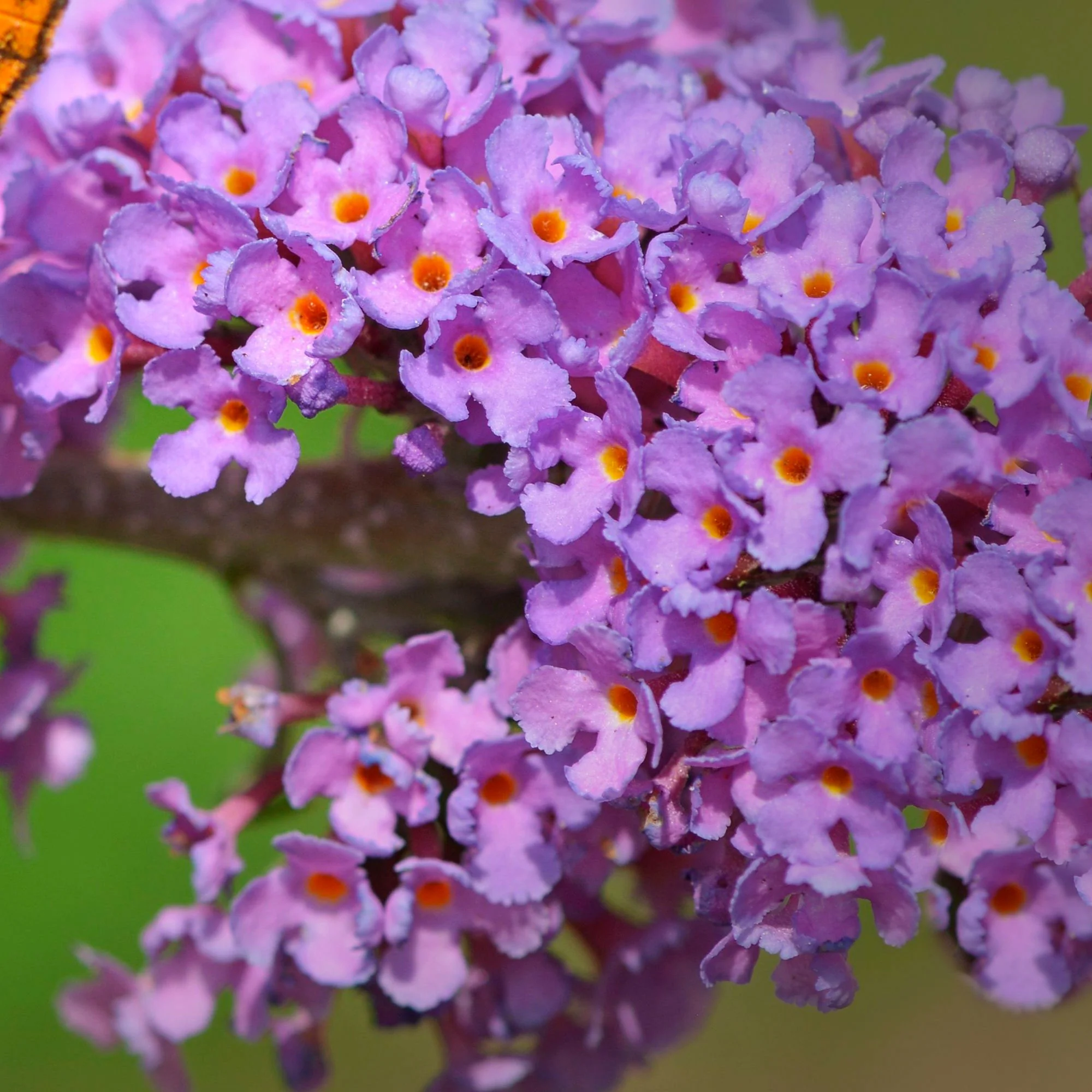 Flieder Syringa Lila - Winterhart – Bild 2