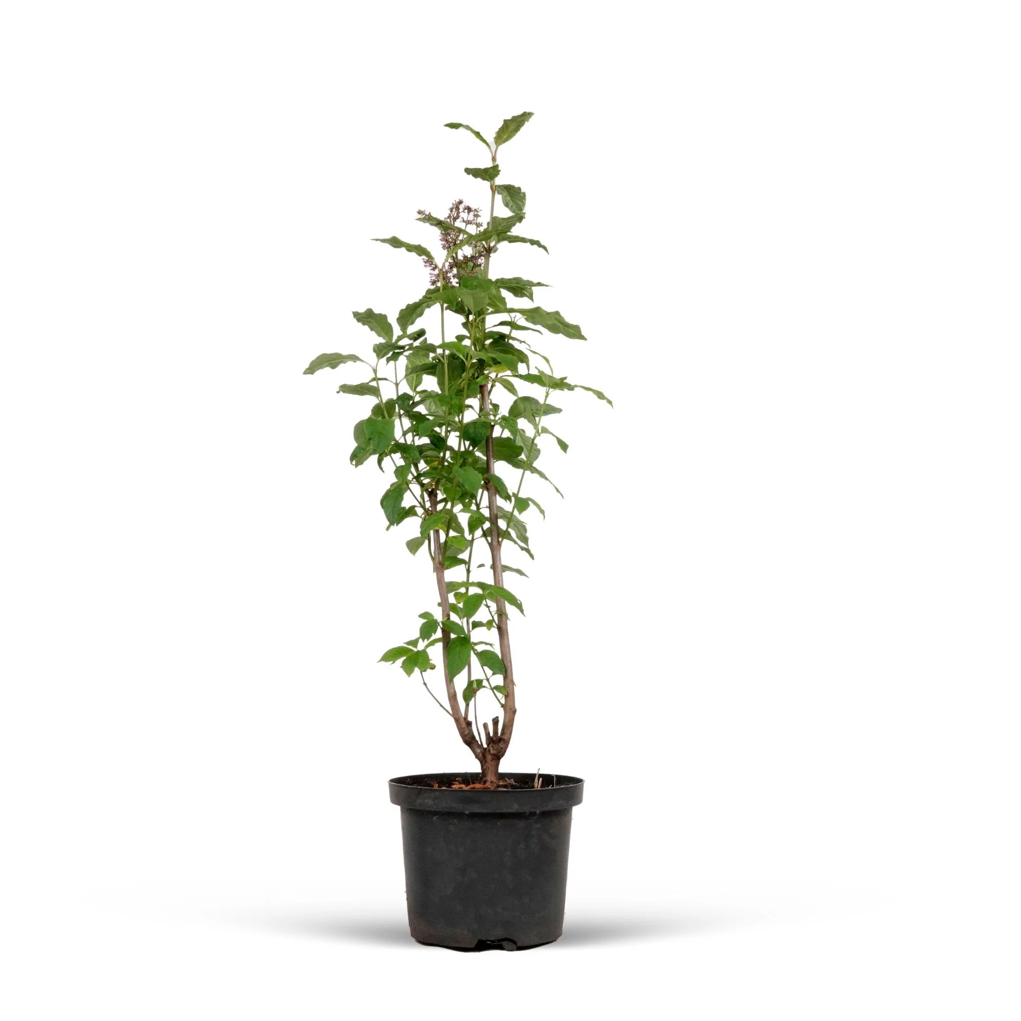 Flieder Syringa Lila - Winterhart – Bild 4