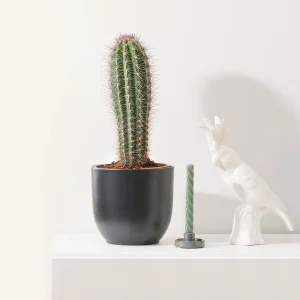 Säulenkaktus Pachycereus pringlei