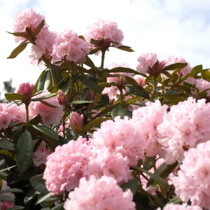 Rhododendron 'Kalinka' Rosa - Winterhart