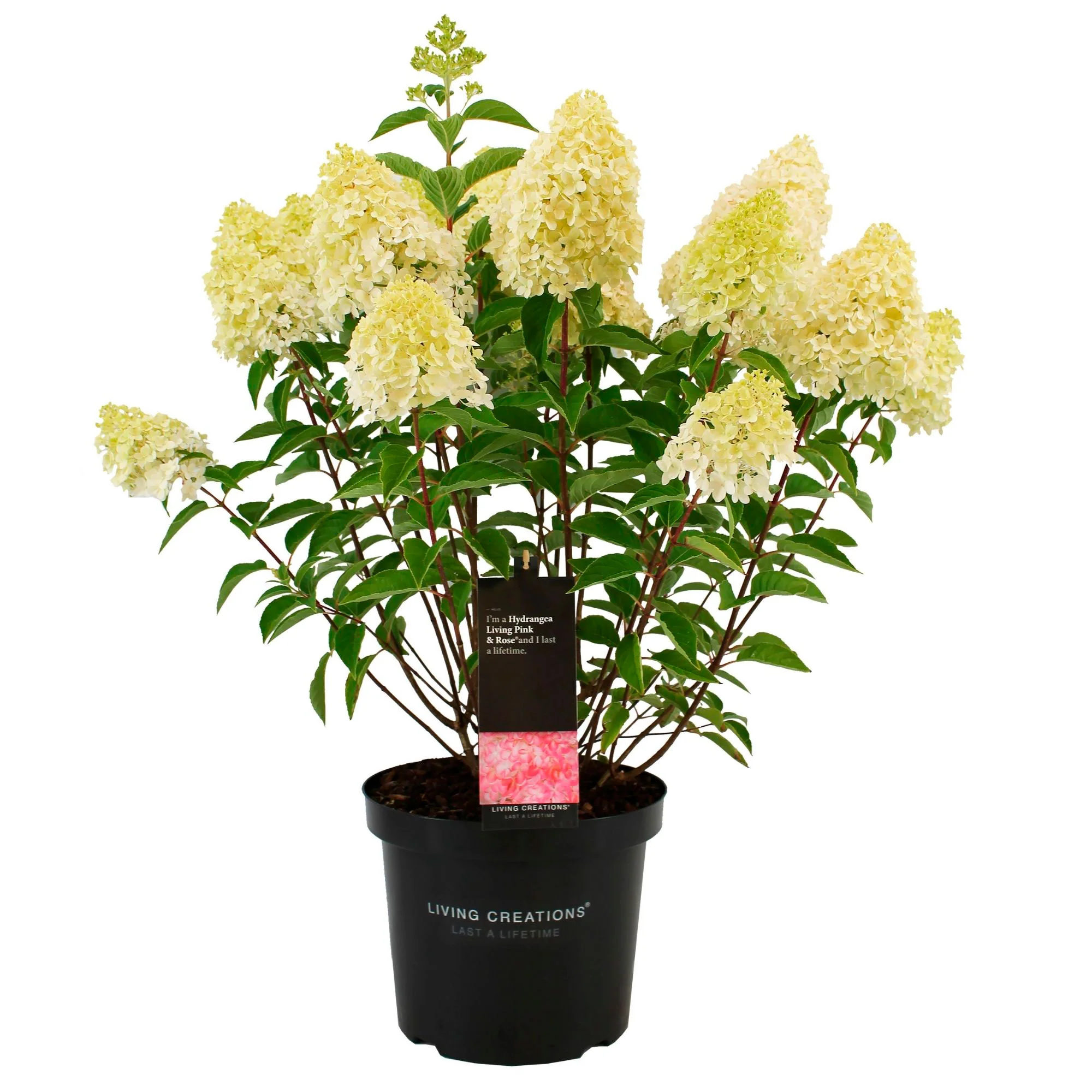Rispenhortensie Hydrangea 'Living Pink & Rose' Rosa - Winterhart – Bild 6