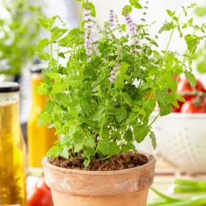 2x Erdbeerminze Mentha 'Strawberry' - Biologisch
