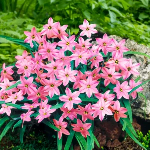 35x Frühlingsstern Ipheion 'Charlotte Bishop' rosa