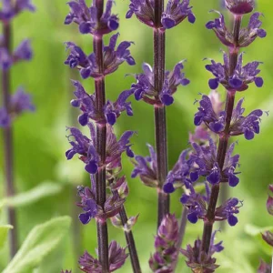 Salvia Blau 'Caradonna' - Winterhart