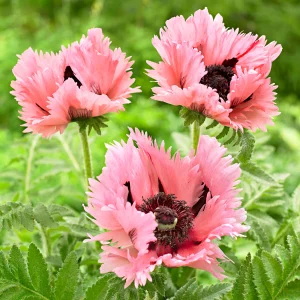 2x Orientalischer Mohn Papaver 'Pink Perfection' rosa - Wurzelnackte Pflanzen - Winterhart