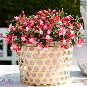3x Fuchsia 'Evita' rot-weiβ
