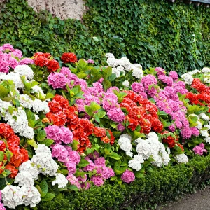 Hortensia macrophylla 'Tricolor' rosa-rot-weiß - Winterhart