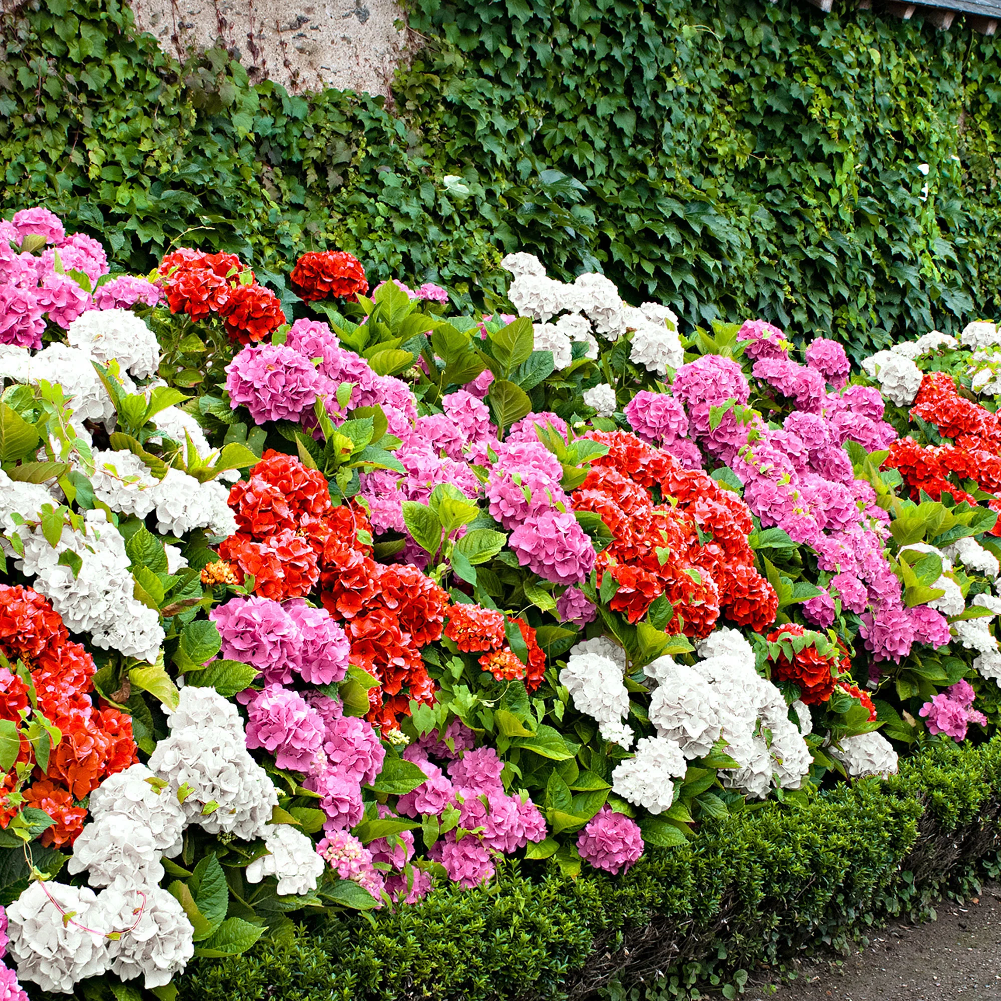 Hortensia macrophylla 'Tricolor' rosa-rot-weiß - Winterhart