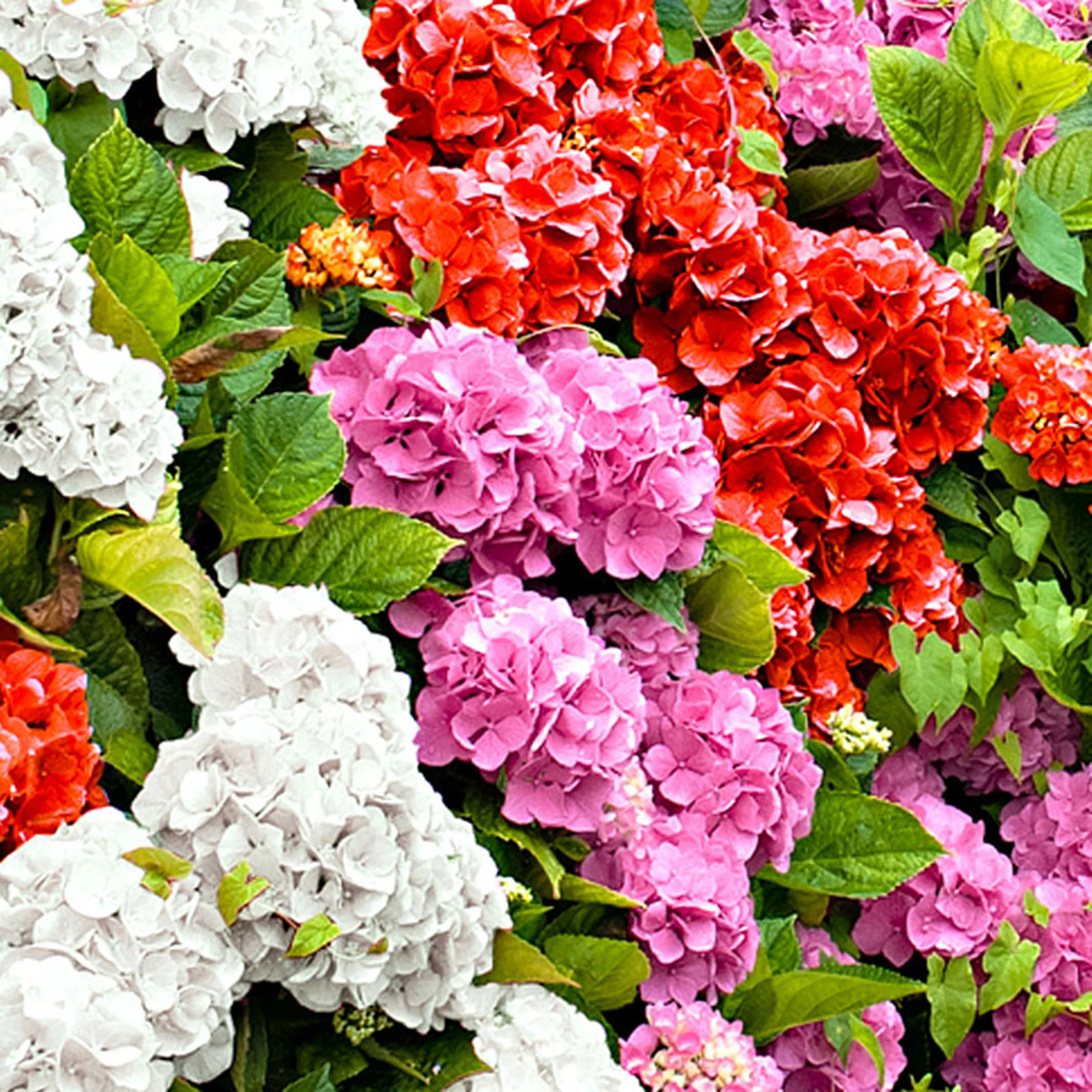 Hortensia macrophylla 'Tricolor' rosa-rot-weiß - Winterhart – Bild 4