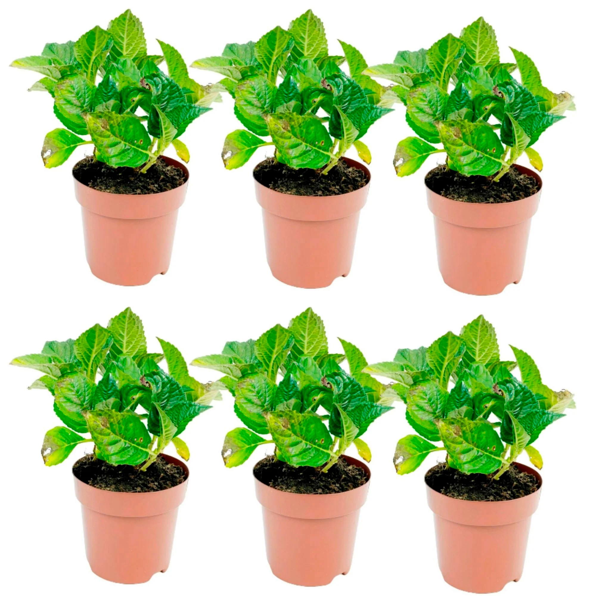 Hortensia macrophylla 'Tricolor' rosa-rot-weiß - Winterhart – Bild 6