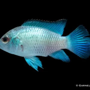 Blaupunktbarsch "Neon Blau" - Aequidens pulcher (DNZ)