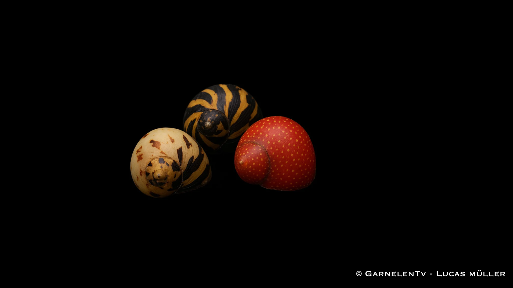 Fancy Geweihschnecke - Clithon sowerbianum – Bild 2