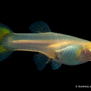 Guppy Mix weiblich - Poecilia reticulata
