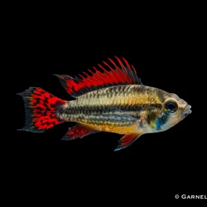 Kakaduzwergbuntbarsch "extra rot" - Apistogramma cacatuoides