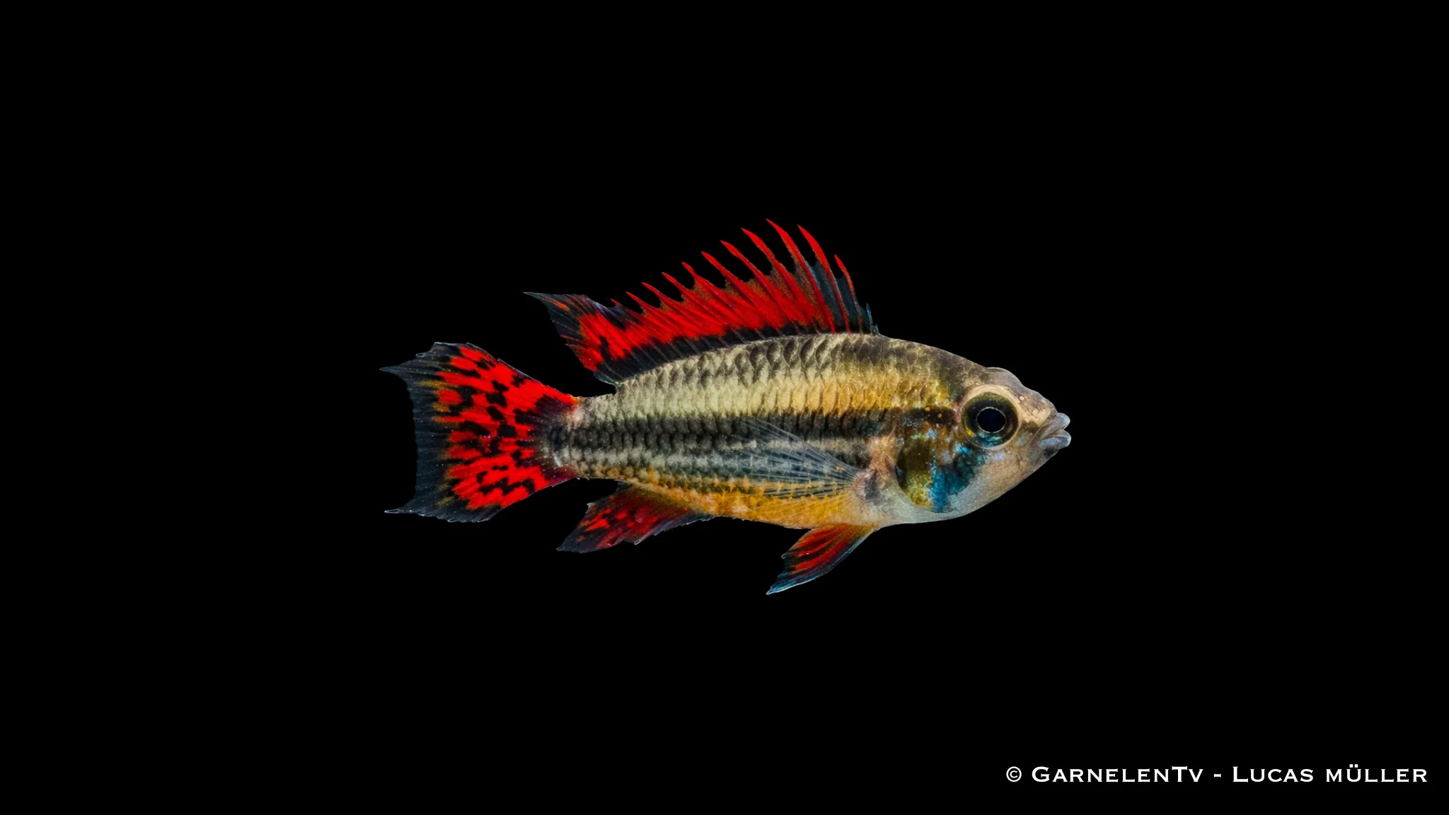 Kakaduzwergbuntbarsch "extra rot" - Apistogramma cacatuoides – Bild 2