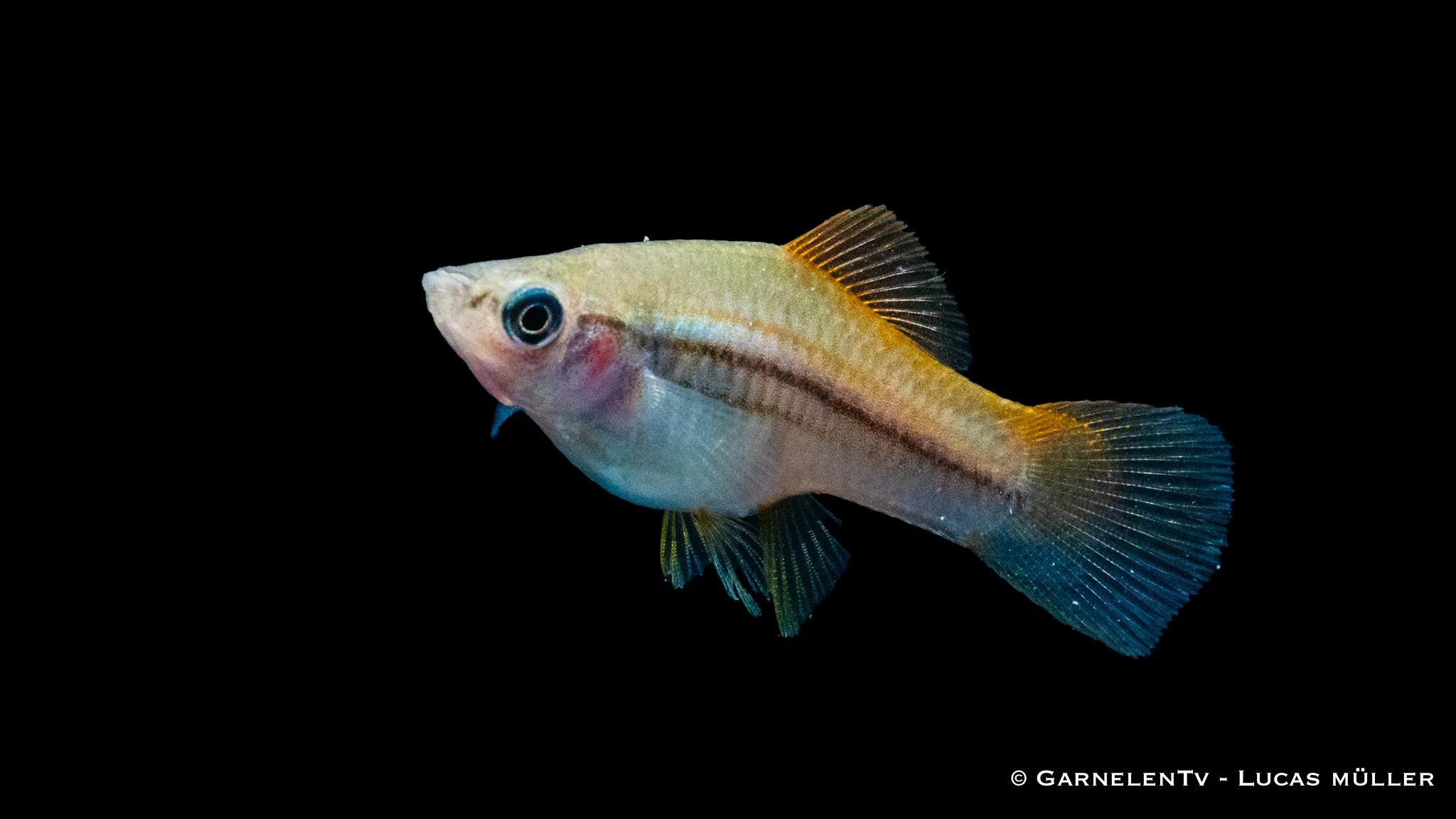Schwertträger Neon - Xiphophorus helleri – Bild 8