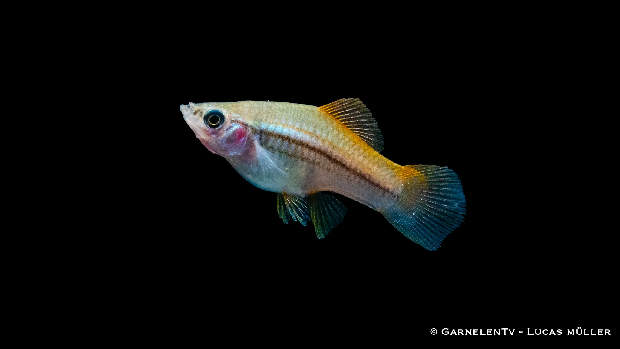 Schwertträger Neon - Xiphophorus helleri – Bild 4