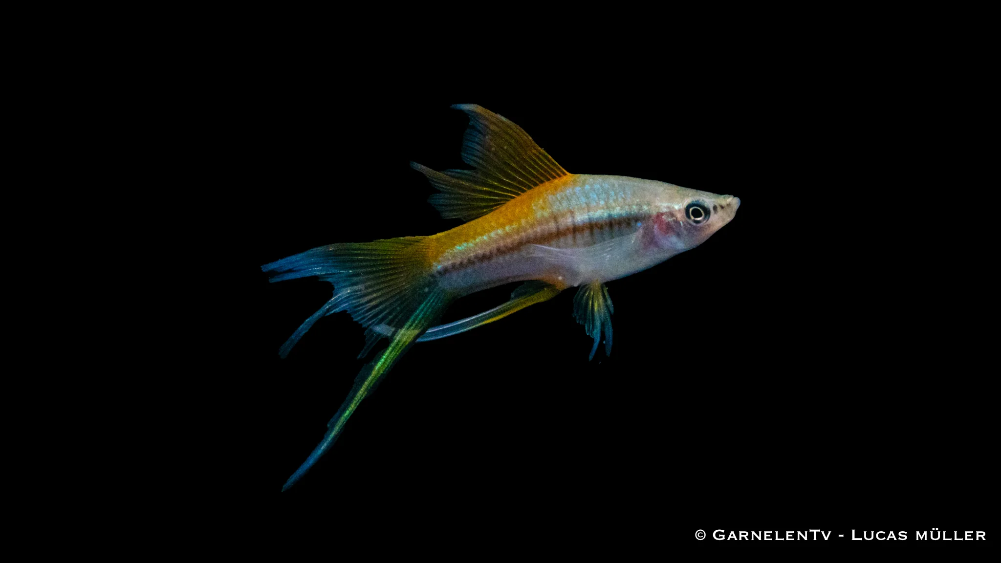 Schwertträger Neon - Xiphophorus helleri – Bild 5