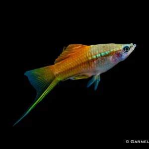 Schwertträger Neon - Xiphophorus helleri