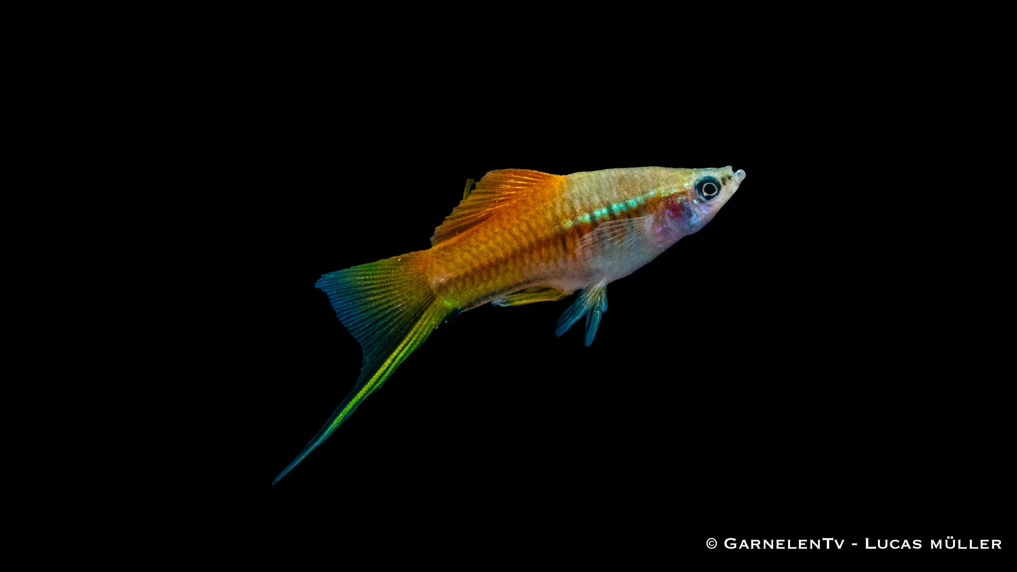 Schwertträger Neon - Xiphophorus helleri – Bild 2