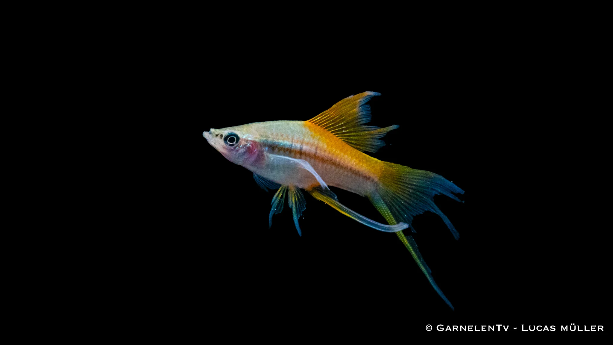 Schwertträger Neon - Xiphophorus helleri – Bild 9