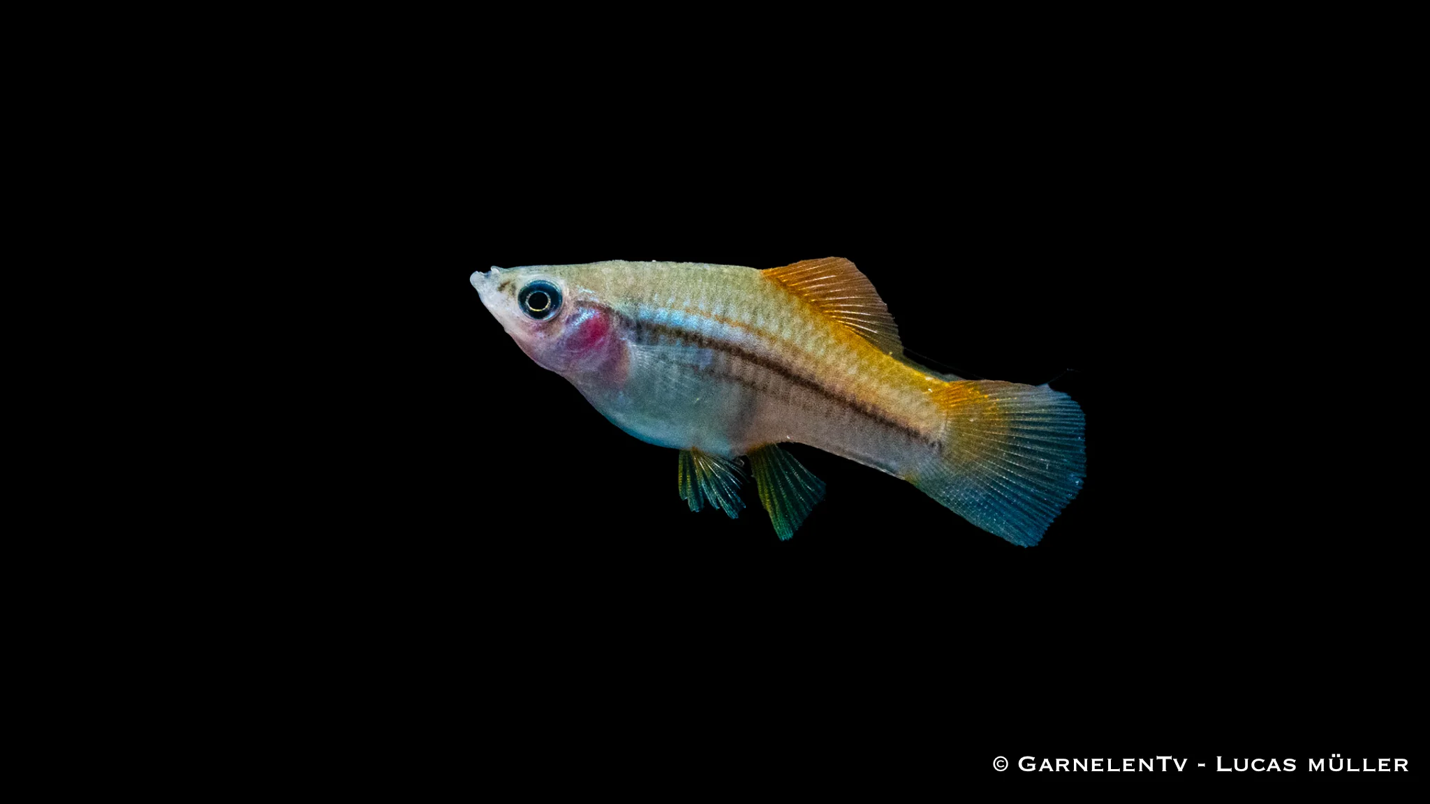 Schwertträger Neon - Xiphophorus helleri – Bild 6