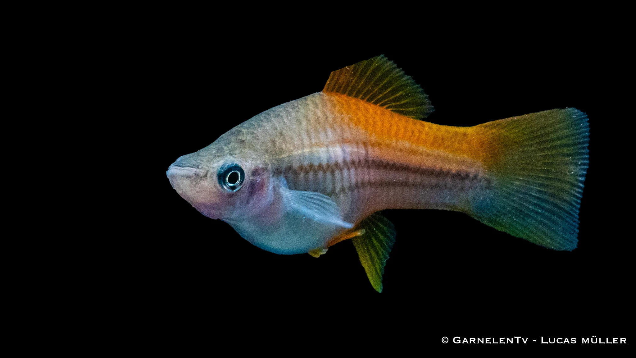 Schwertträger Neon - Xiphophorus helleri – Bild 7