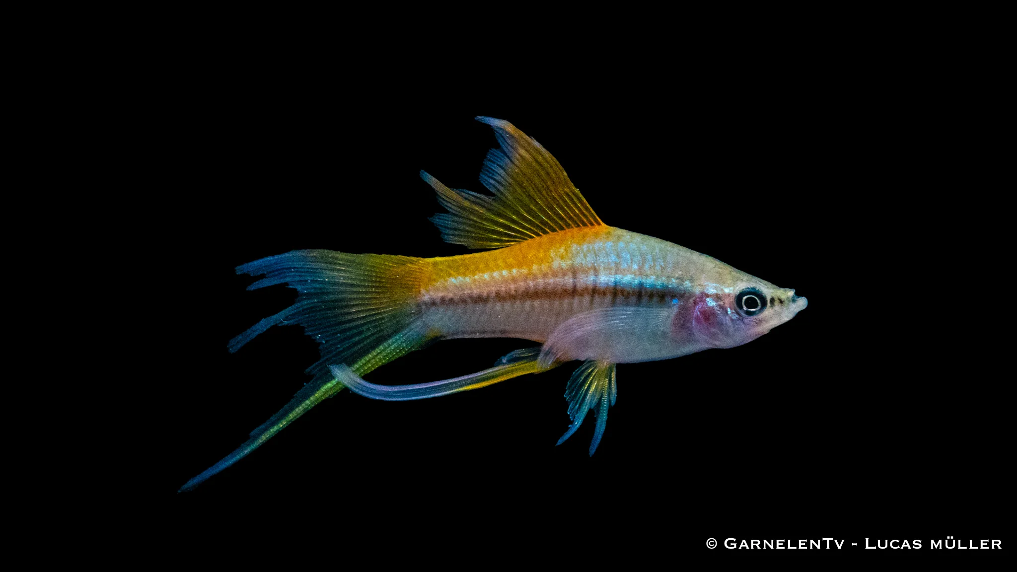 Schwertträger Neon - Xiphophorus helleri – Bild 3