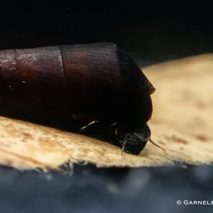Cappuccinoschnecke - Faunus ater
