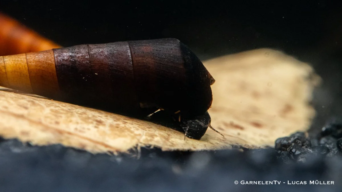 Cappuccinoschnecke - Faunus ater – Bild 2