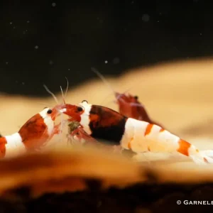 Red Wine Garnele, Caridina spec. "Red Wine" (Taiwan Bee / Shadow Bee)